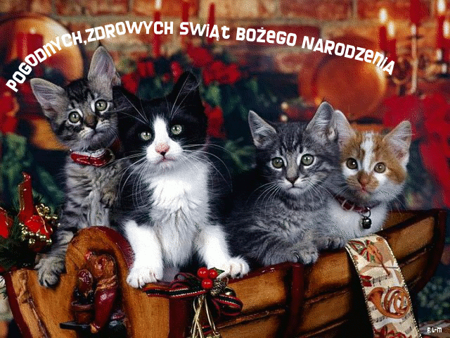 Pogodnych, zdrowych Świąt Bożego Narodzenia życzą koty